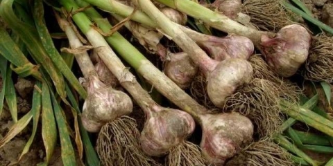 Kada kopati zimski beli luk